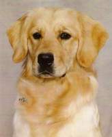 Golden Retriever image: Tasmara Eggspicit Design 'Phanoeuf'