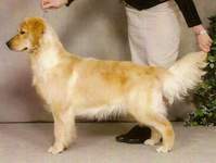 Golden Retriever image: Tasmara Eggsplicit Design 'Phanoef'