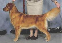 Golden Retriever image:  Tasmara Heart And Soul