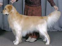 Golden Retriever image: Can Ch Tasmara Irish Rover
