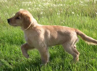 Golden Retriever image: Tasmara Irish Tea For Two