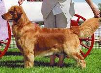 Golden Retriever image:  Can Ch Tasmara One Furr The Money