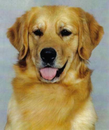 Golden Retriever image:  Ch Tasmara Savannah Nite