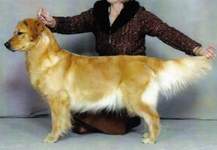 Golden Retriever image: Can Ch Tasmara Savannah Nite