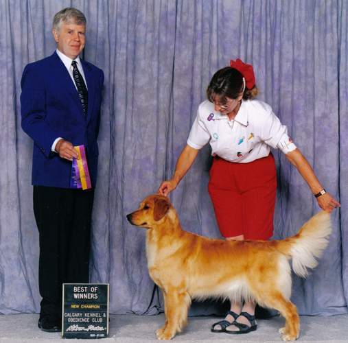 Golden Retriever image: Tasmara Thunderstruck 'Tilley'