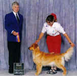 Golden Retriever image: Tasmara Thunderstruck 'Tilley'