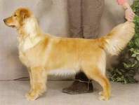 Golden Retriever image: Tasmara Too Busy Be'n Fabulous 'Dante'