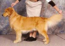 Golden Retriever image: Ch Tasmara Too Good To Be Cold
