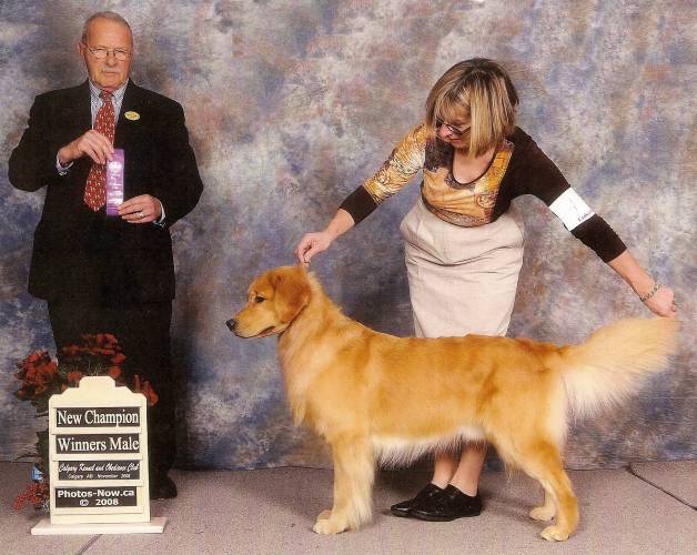 Golden Retriever image: Can Ch Tasmara Too Good To Be Cold 'Barlow'