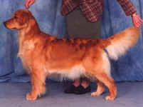 Golden Retriever image: Ch Tasmara's Thunderstruck 'Tilley'
