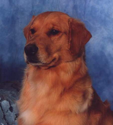 Golden Retriever image:  Tasmara Thunderstruck