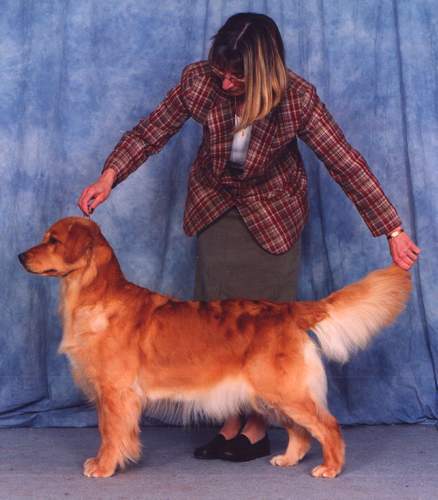 Golden Retriever image: Tasmara Thunderstruck 'Tilley'