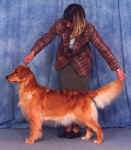 Golden Retriever image: Tasmara Thunderstruck 'Tilley'