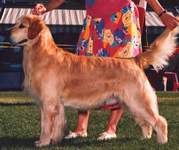 Golden Retriever image: Ch Tasmara's Jumping Jack Flash 'Tristan'