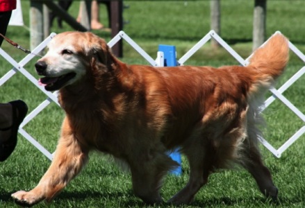 Golden Retriever image:  Can Ch Tasmara One Furr The Money