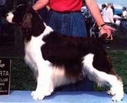 English Springer Spaniel image:  Ch Tasmara's Spotlight's On Me