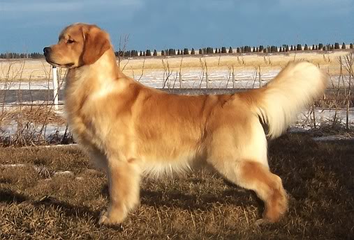 Golden Retriever image:  BPISS  Can Ch Hollykins All The Right Reasons