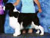 English Springer Spaniel image:  Dan