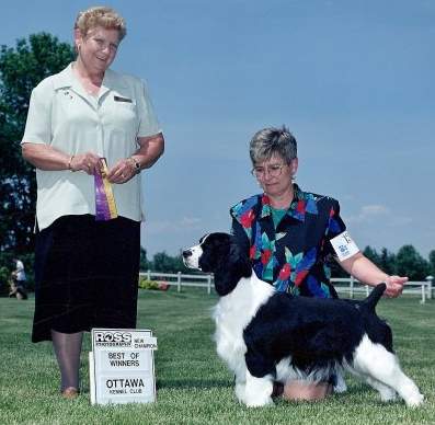 English Springer Spaniel photo: Karmadi's Madam Butterfly