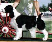 English Springer Spaniel image: Can Ch Karmadi Beeline To Barcath