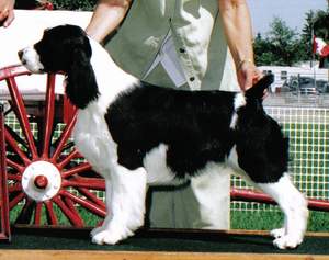 English Springer Spaniel image:  Tybee