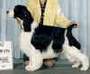 English Springer Spaniel image:  Ch Karmadi Nights In White Satin