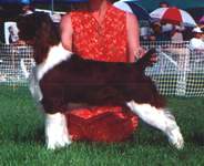 English Springer Spaniel image: Ch Barcath Sugar Foot Stomp