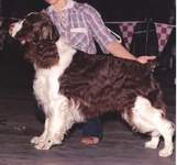 English Springer Spaniel image: Brock
