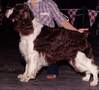 English Springer Spaniel image: Ch Lindholmes' Windjammer