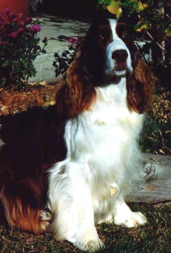 English Springer Spaniel image:  Ch Tasmara's I Love Lucy 
