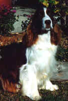 lucy-500.jpg (26187 bytes)