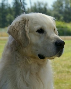 Golden Retriever image:  Tashora Major Majong'