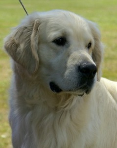 Golden Retriever image: Tashora Major Majong'