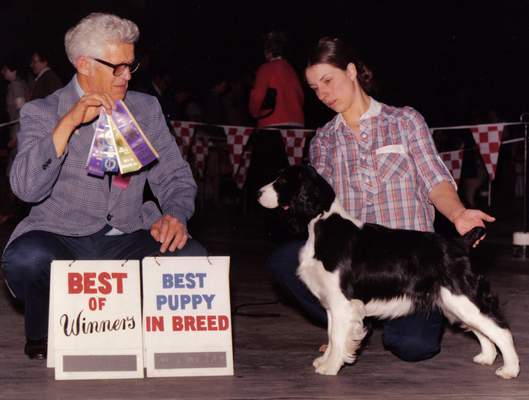 English Springer Spaniel image:  Ch Northgate Tasmara Sarah Lea
