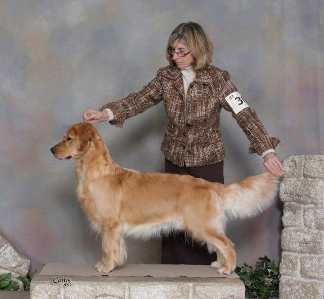 Golden Retriever image: Tasmara Eggspicit Design 'Phanoeuf'
