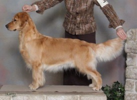 Golden Retriever image: Tasmara Eggsplicit Design 'Phanouef'