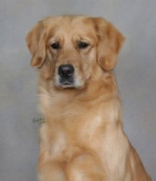 Golden Retriever image: Tasmara Eggsplicit Design 'Phanouef'