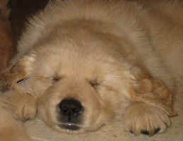Golden Retriever puppy