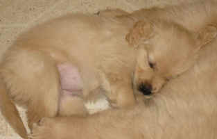 Golden Retriever puppy