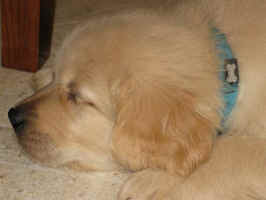 Golden Retriever puppy