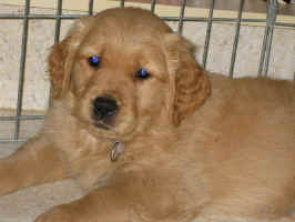 Golden Retriever puppy