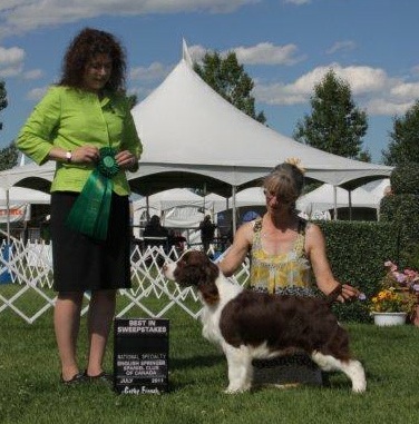 English Springer Spaniel image:  Quill