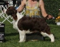 English Springer Spaniel image:  Quill