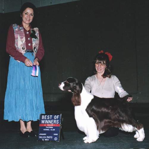 English Springer Spaniel image:  Am/Can Ch Ramblewood Barcath Trilogy