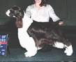 English Springer Spaniel image: Am Ch Ramblewood Barcath Trilogy