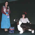 English Springer Spaniel image:  Am/Can Ch Ramblewood Barcath Trilogy