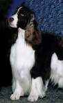 English Springer Spaniel image:  Am/Can Ch Ramblewood The Joker