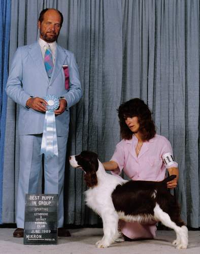 English Springer Spaniel image:  Ch Regency's Cause For Applasuse