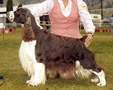 English Springer Spaniel image: Am/Can Ch Regency's Free Spirit 'Grizz'