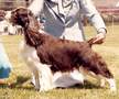 English Springer Spaniel image: Ch Regency's Renaissance 'Reina'